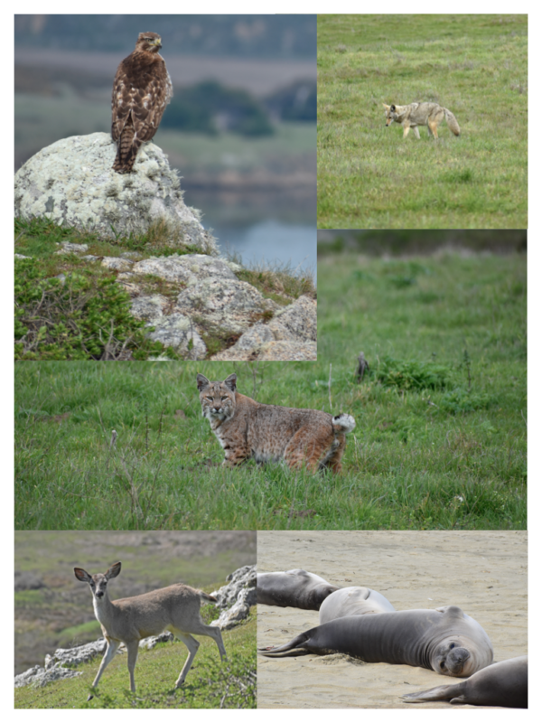 Point Reyes National Seashore – Coastal Ecosystem Full of Wildlife, or ...