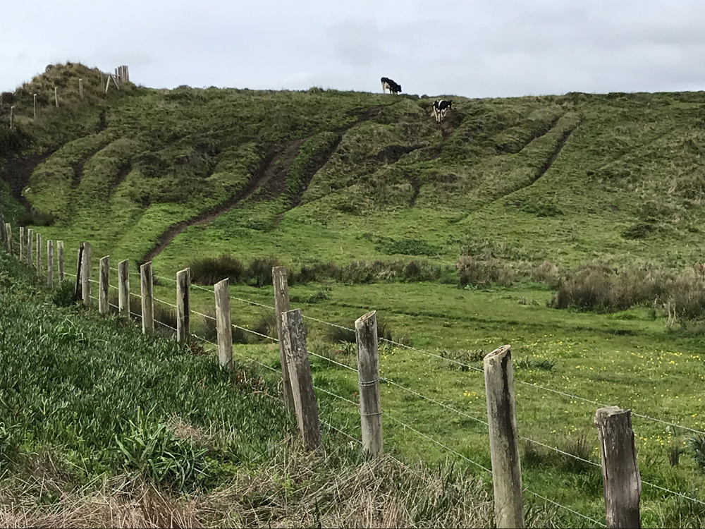 Natural Features & Ecosystems - Point Reyes National Seashore