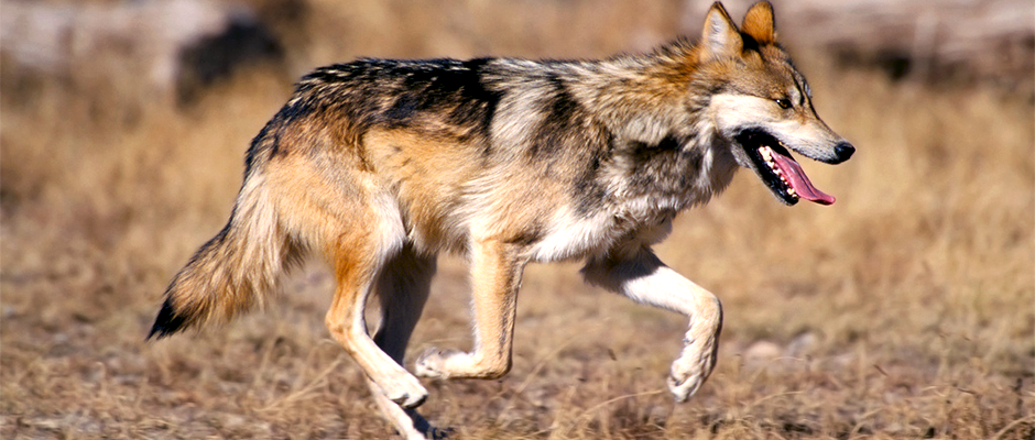 A rare Mexican gray wolf is wandering out of bounds in New Mexico : NPR