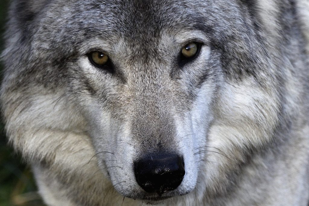 Wolf-Killing Rancher Loses Bid to Keep Public Land Grazing Permit ...