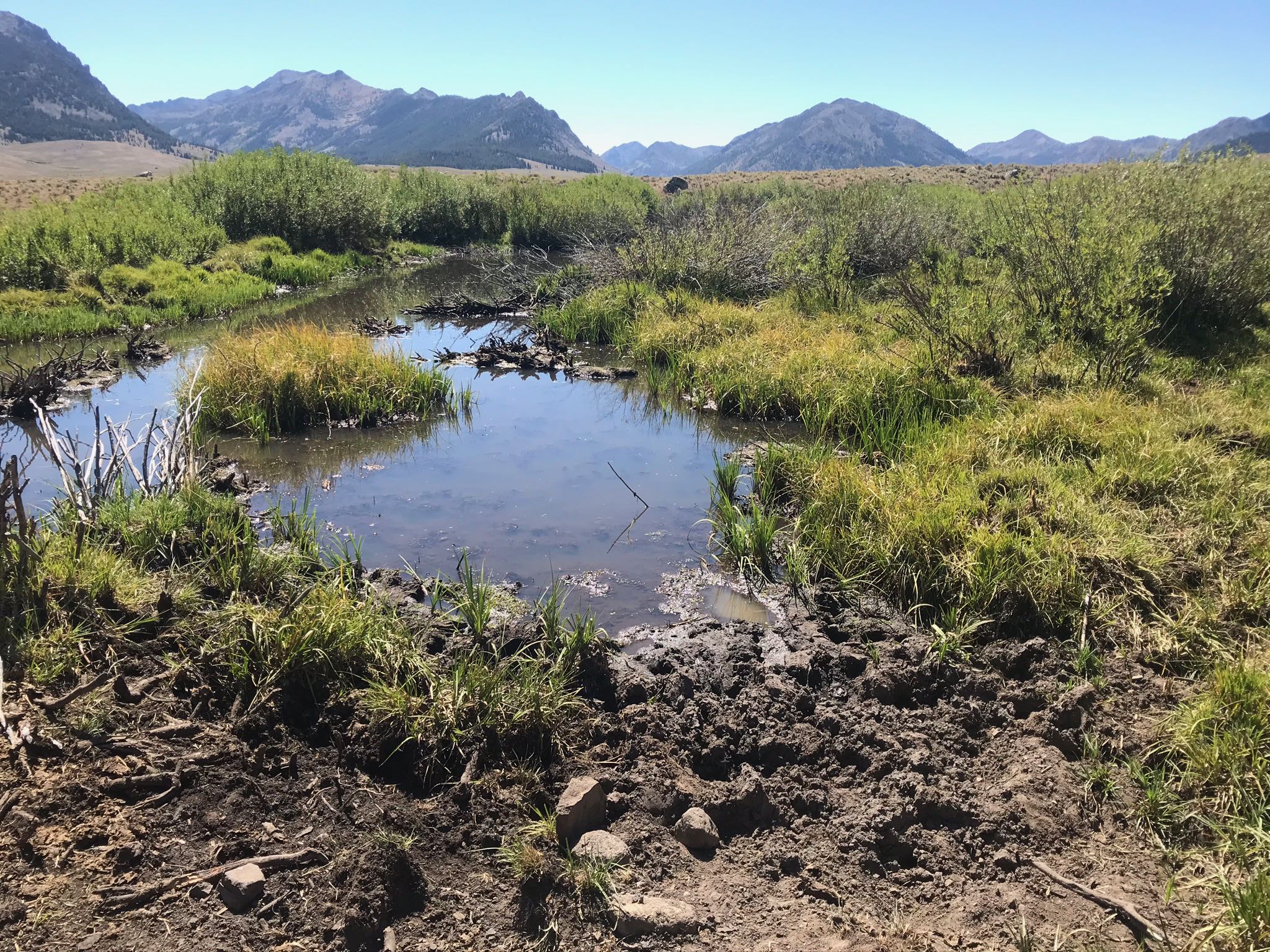 Idaho's Beautiful Copper Basin Is Being Wrecked by Livestock Western