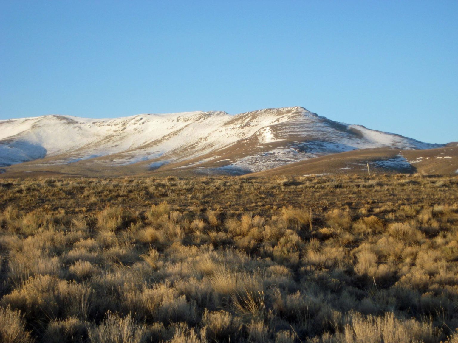 Pygmy Rabbits - Western Watersheds Project