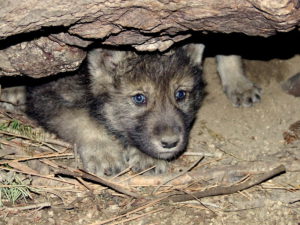 USFWS wolf pup emerging from den