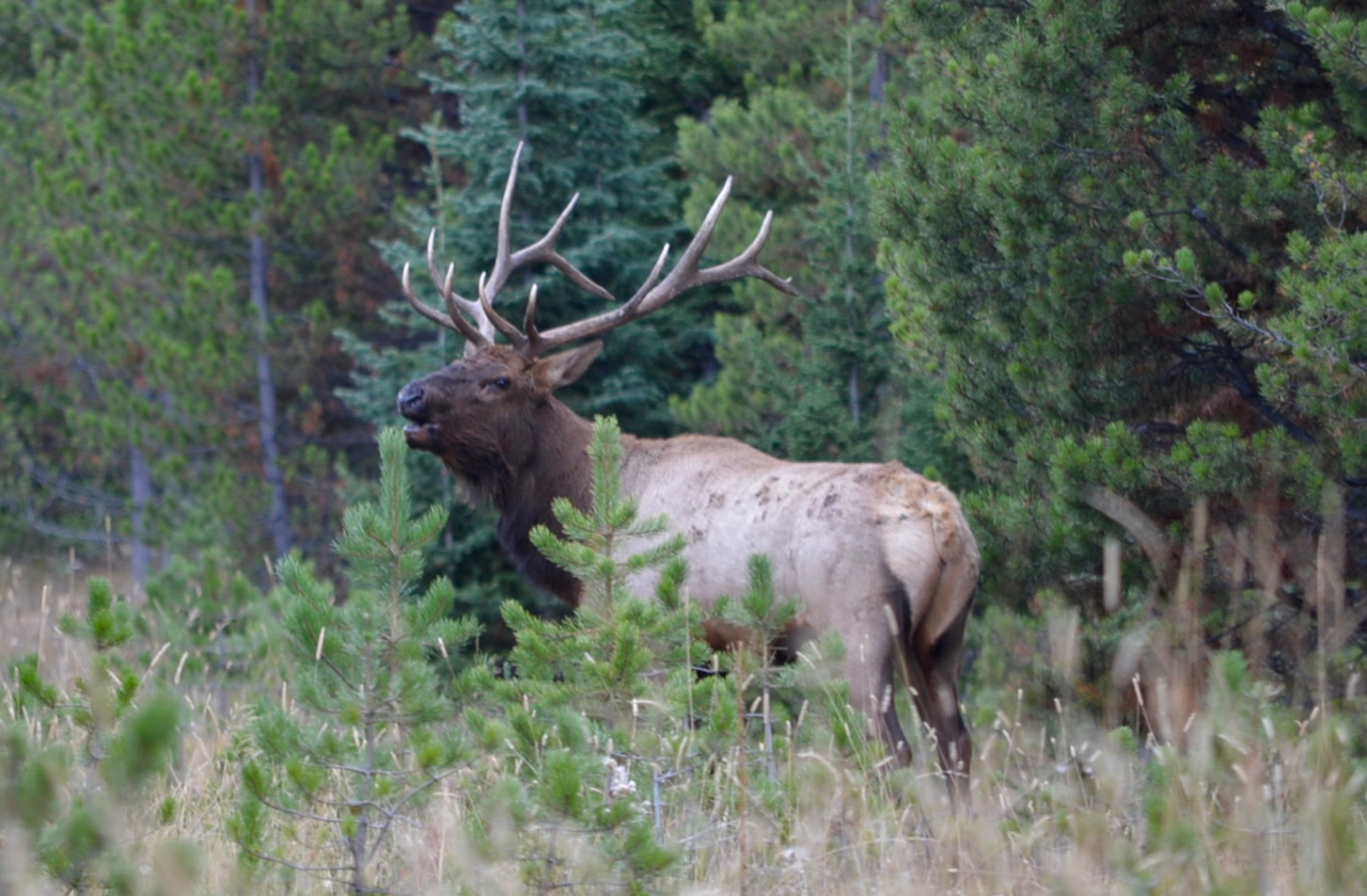 Montana Fish, Wildlife, and Parks Prioritizing Livestock Over Wildlife ...