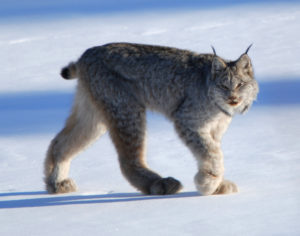 Canadian Lynx by Keith Williams; https://commons.wikimedia.org/wiki/File:Canadian_lynx_by_Keith_Williams.jpg