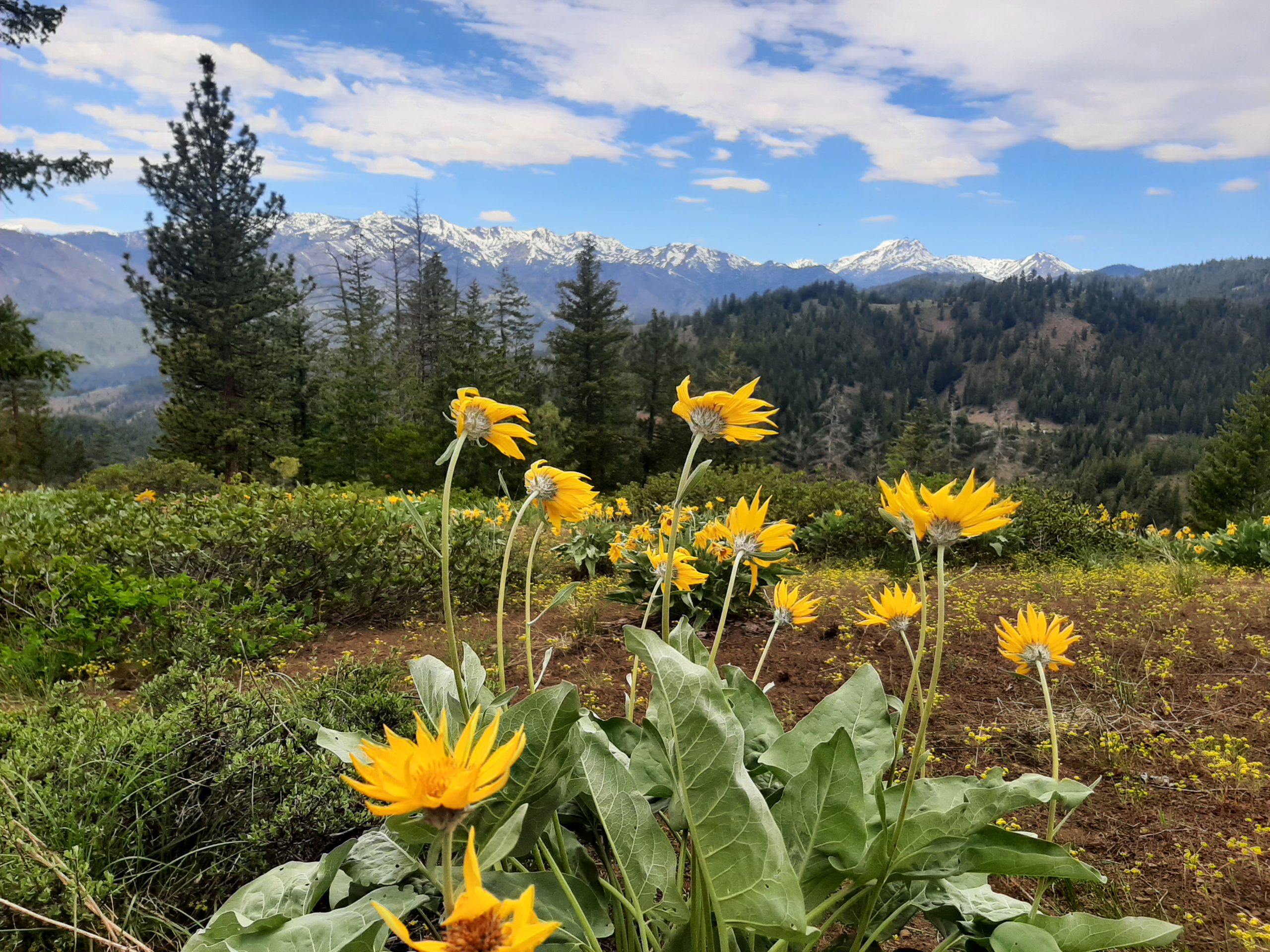 Washington - Western Watersheds Project