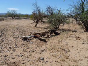Dead cow on hammered landscape, Tucson AZ. Photo Greta Anderson, WWP
