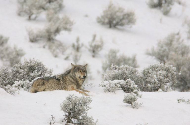 Image of Canyon wolf near Mammoth Hot Springs in the snow; Photo by NPS?Jim Peaco;