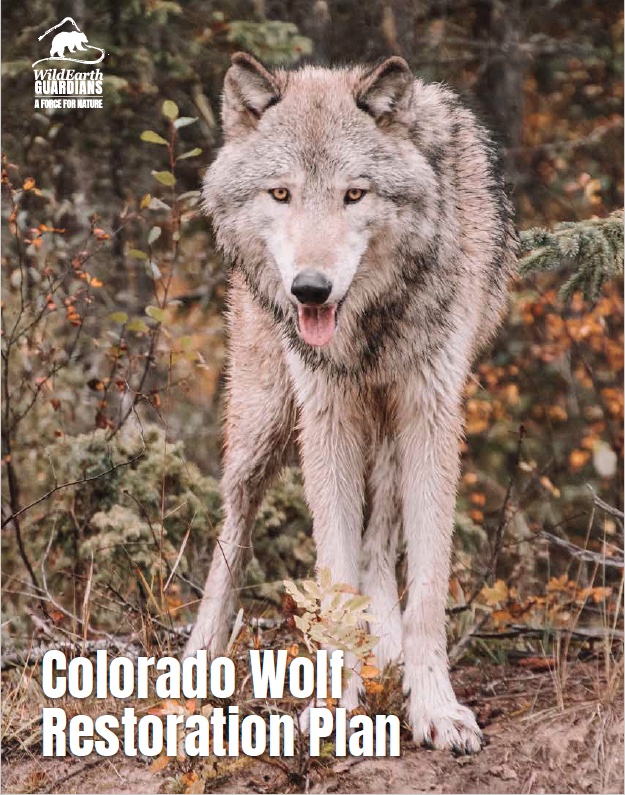 Cover of the Guardians CO wolf restoration plan