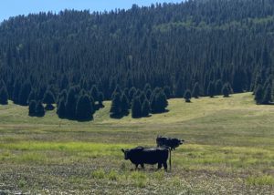 Livestock in wet meadow, trespassing on Valles Caldera