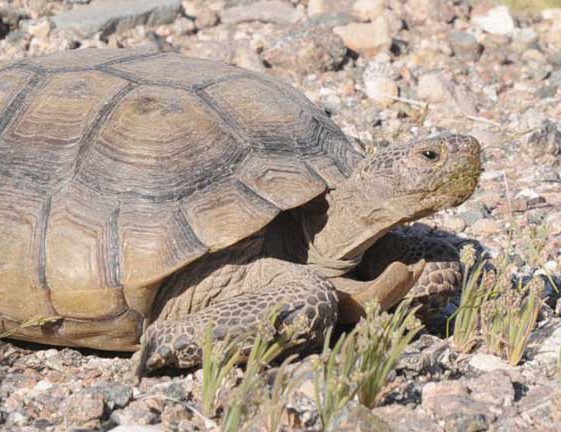 Long-Term Protection Sought for Crucial Desert Tortoise Habitat in ...