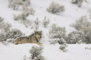 Gray wolf lying down in snow