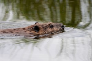 Beaver swimming in still water