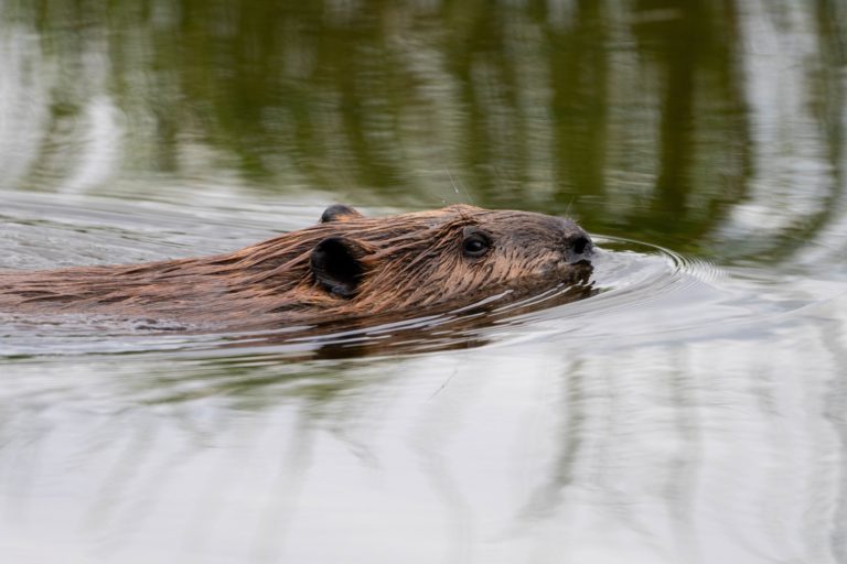 Beaver swimming in still water
