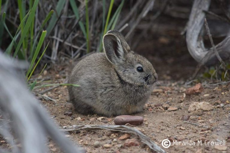 Image of small rabbit with grass in background