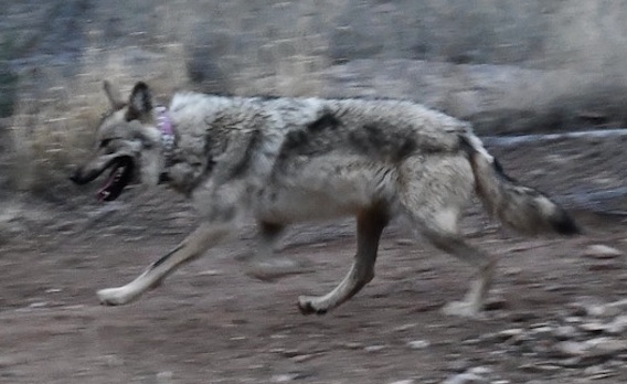 Wolf running on dirt towards left side of image.
