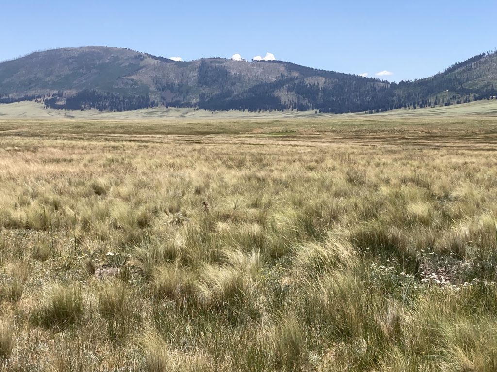 Grassland basin with pine covered mountains in background.