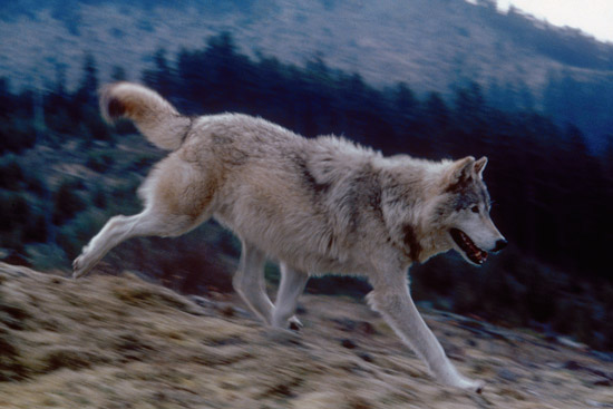 Light colored wolf running on a slope to the right side of the photo