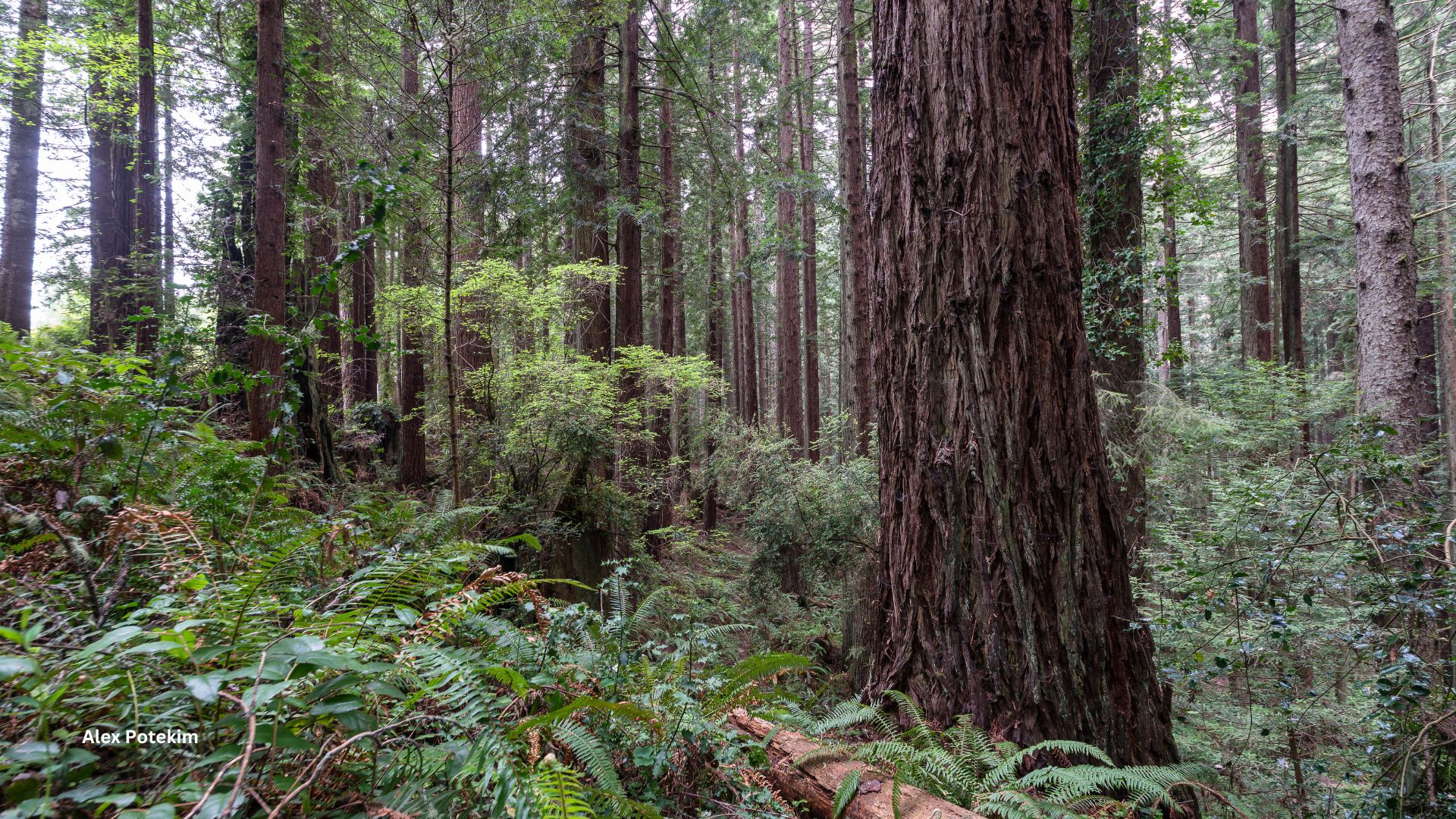 Conservation Increased on Public - NCalifornia 1 