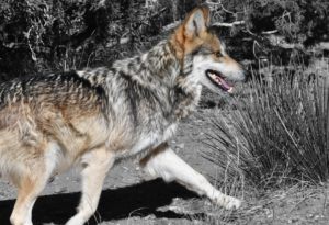 Mexican wolf running