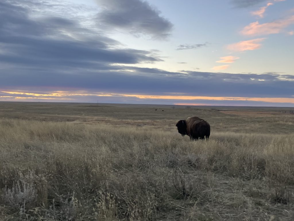 A bison standing on the plains in Montana