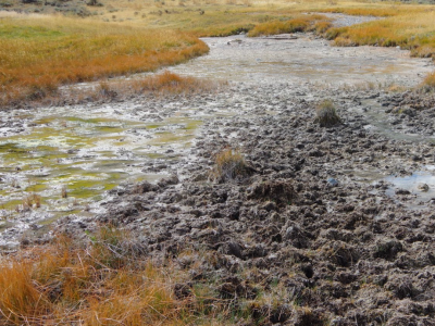 STREAMS AND WETLANDS SUFFER